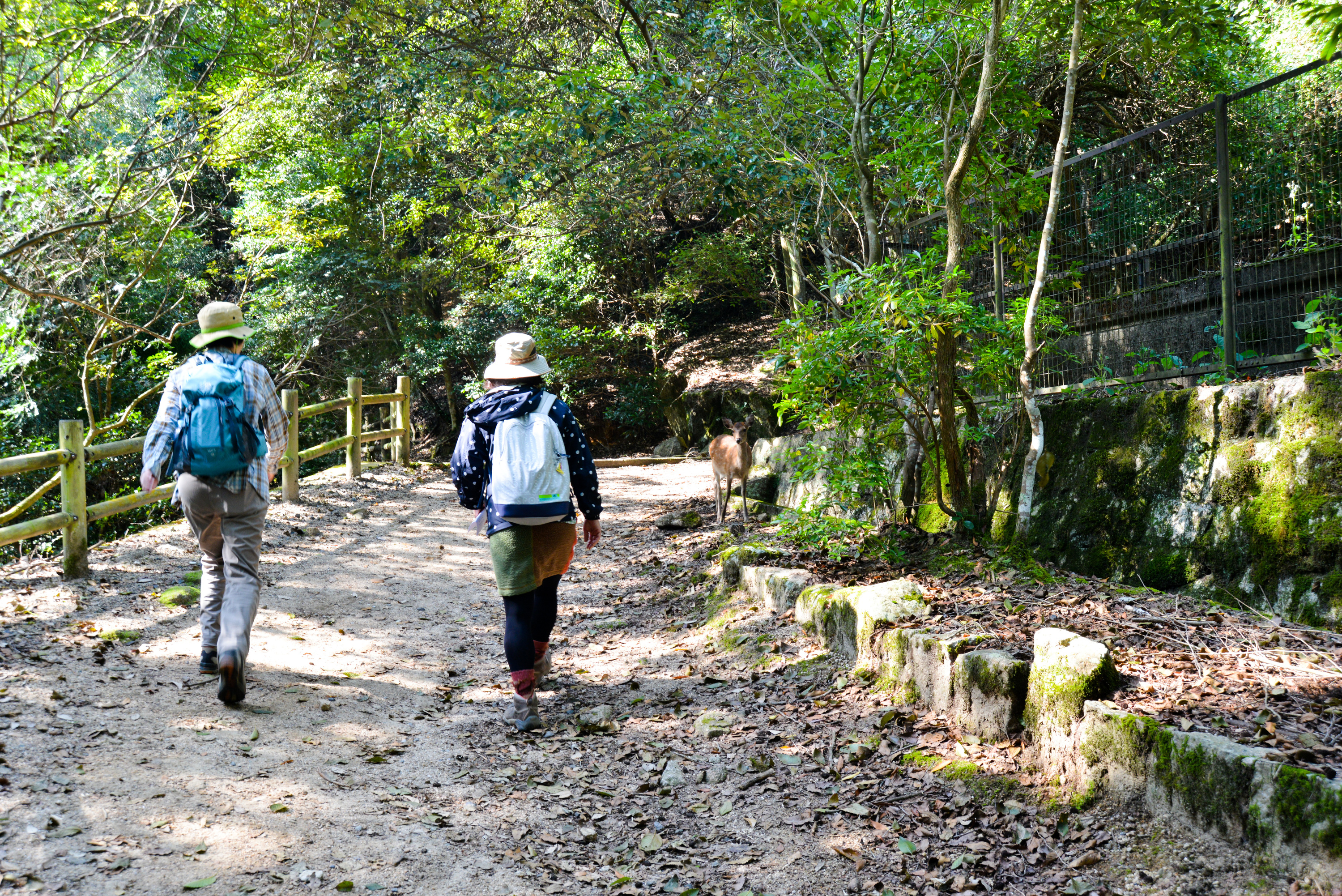 宮島と弥山登山を楽しもう 宮島と弥山登山を楽しもう